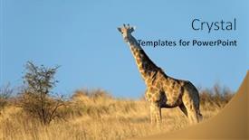  Presentation with south africa - PPT theme featuring giraffe-giraffa-camelopardalis-in-natural background and a light blue colored foreground