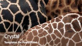  Presentation with wildlife - PPT theme with giraffe giraffa camelopardalis rothschildi skin background and a tawny brown colored foreground