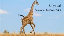  Presentation with south africa - PPT theme with giraffe-giraffa-camelopardalis-running background and a light blue colored foreground