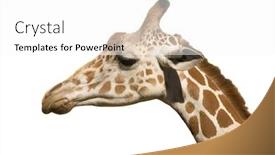  Presentation with head - Presentation theme consisting of giraffe-head-in-close-up background and a white colored foreground