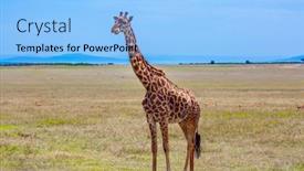  Presentation with jeep - Cool new PPT theme with giraffe-in-african-savannah-giraffe backdrop and a light blue colored foreground