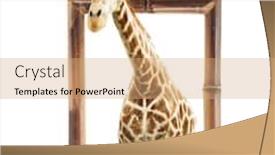  Presentation with effect - Beautiful slides featuring giraffe in bamboo frame with 3d effect isolated on white background backdrop and a coral colored foreground