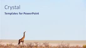  Presentation with africa safari - PPT theme featuring giraffe-in-etosha-safari-park background and a sky blue colored foreground