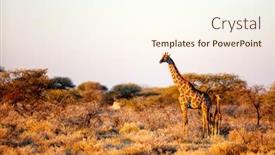  Presentation with africa safari - Cool new slide set with giraffe-in-etosha-safari-park backdrop and a cream colored foreground