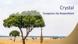  Presentation with africa safari - Slide deck having giraffe in masai mara safari background and a sky blue colored foreground
