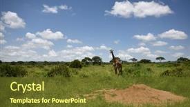  Presentation with ecology - Amazing presentation theme having giraffe in natural habitat backdrop and a tawny brown colored foreground