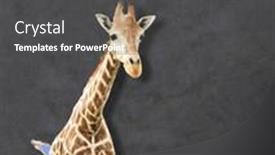  Presentation with effect - Beautiful PPT layouts featuring giraffe-in-paper-hole backdrop and a dark gray colored foreground