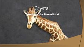  Presentation with effect - Slide deck featuring giraffe-in-paper-hole background and a dark gray colored foreground