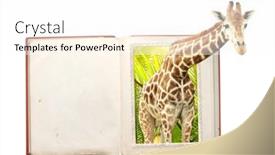  Presentation with open-book - Amazing PPT layouts having giraffe-in-photo-with-3d backdrop and a white colored foreground