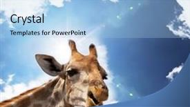  Presentation with savannah - Colorful theme enhanced with giraffe-in-savannah backdrop and a light blue colored foreground