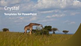  Presentation with savannah - Cool new slides with giraffe in savannah backdrop and a gray colored foreground