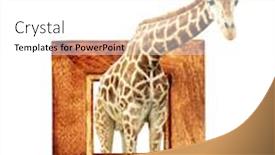  Presentation with effect - Cool new presentation theme with giraffe in wooden frame with 3d effect isolated on white background backdrop and a white colored foreground