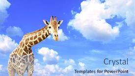  Presentation with blue sky - Beautiful theme featuring giraffe-on-blue-sky-background backdrop and a light blue colored foreground