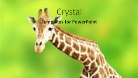  Presentation with green - Slide set consisting of giraffe-on-green-background background and a yellow colored foreground