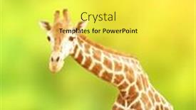  Presentation with green - Beautiful PPT theme featuring giraffe-on-green-background backdrop and a yellow colored foreground