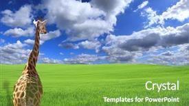  Presentation with tall - Theme with giraffe staring at field background and a seafoam green colored foreground