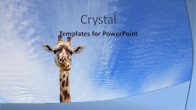  Presentation with jeep - Slide deck having giraffe-with-beautiful-spotted-skin background and a teal colored foreground