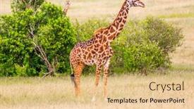  Presentation with jeep - PPT layouts having giraffe-with-small-horns background and a coral colored foreground