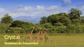  Presentation with savannah - Audience pleasing PPT layouts consisting of giraffes and wild african savannah backdrop and a tawny brown colored foreground