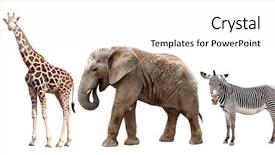  Presentation with elephant - Slides featuring giraffes elephant and zebras isolated background and a white colored foreground