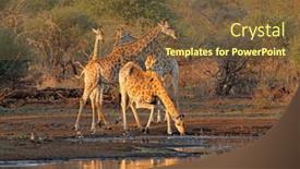  Presentation with south africa - PPT theme enhanced with giraffes-giraffa-camelopardalis-drinking background and a tawny brown colored foreground
