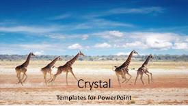  Presentation with savanna - Presentation theme enhanced with giraffes in african savanna background and a coral colored foreground