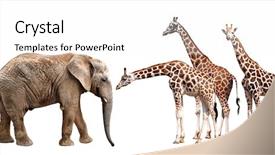  Presentation with elephant - Presentation theme enhanced with giraffes with elephant isolated on white background and a white colored foreground