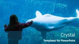  Presentation with whale - 