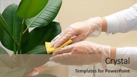  Presentation with water plant - Beautiful theme featuring girl at gloves cleaning ficus backdrop and a coral colored foreground