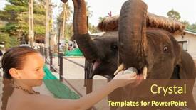  Presentation with elephants - PPT theme enhanced with girl-feeds-young-elephants-koh background and a tawny brown colored foreground