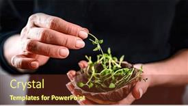  Presentation with microgreen - PPT theme featuring girl-hands-holding-bowl background and a tawny brown colored foreground
