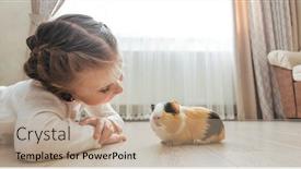  Presentation with guinea pig - Colorful PPT theme enhanced with girl-holding-a-guinea-pig backdrop and a coral colored foreground