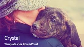  Presentation with pit bull - Slide set having girl holding a pit bull background and a violet colored foreground