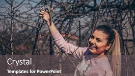  Presentation with fruit tree - Audience pleasing slide set consisting of girl-in-orchard-pruning backdrop and a dark gray colored foreground