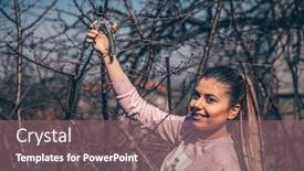  Presentation with fruit tree - Cool new PPT theme with girl-in-orchard-pruning backdrop and a violet colored foreground
