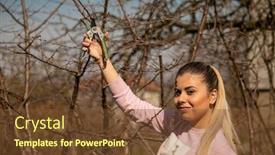  Presentation with fruit tree - Presentation theme consisting of girl-in-orchard-pruning background and a tawny brown colored foreground