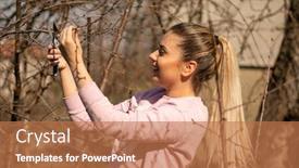  Presentation with fruit tree - Audience pleasing presentation theme consisting of girl-in-orchard-pruning backdrop and a coral colored foreground