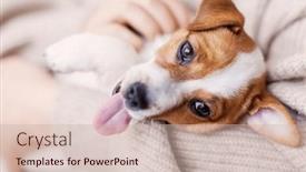  Presentation with puppy - PPT theme with girl-petting-puppy-tiny-dog background and a soft green colored foreground