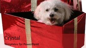  Presentation with red gold - Presentation theme with give recieve - fifi a bichon frise smiles background and a  colored foreground