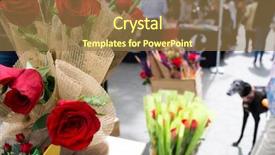  Presentation with roses - Presentation theme having give roses and books background and a coral colored foreground