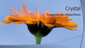  Presentation with blue yellow - Theme consisting of poditray - yellow gerbera sunflower gives background and a  colored foreground