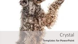  Presentation with paw - Beautiful theme featuring gives-paw-crossbreed-dog-looking backdrop and a light gray colored foreground