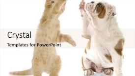  Presentation with english bulldog - Theme having giving high five to english background and a lemonade colored foreground