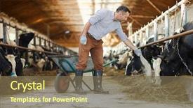  Presentation with livestock - Slide deck with giving mineral supplements to livestock background and a violet colored foreground