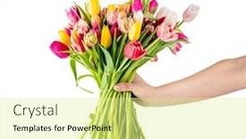  Presentation with tulip - 