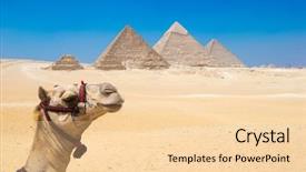  Presentation with cairo - Colorful presentation enhanced with gizi - colorfully saddled camel waits backdrop and a lemonade colored foreground