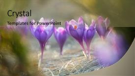  Presentation with saffron - PPT theme consisting of glade of flowering crocuses the first spring flowers saffron closeup background and a coral colored foreground