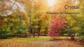  Presentation with red earedr turtle sunning - Amazing PPT theme having glades - autumn park with sunny glade backdrop and a yellow colored foreground