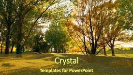  Presentation with trees forest lumber - Amazing PPT theme having glades - beautiful glade and trees backdrop and a tawny brown colored foreground