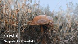  Presentation with forest patches - Colorful presentation design enhanced with glades - mushrooms in the grass backdrop and a  colored foreground